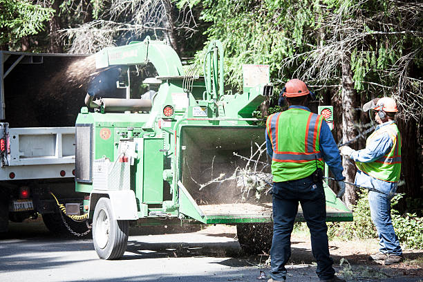 Best Palm Tree Trimming  in Denmark, WI