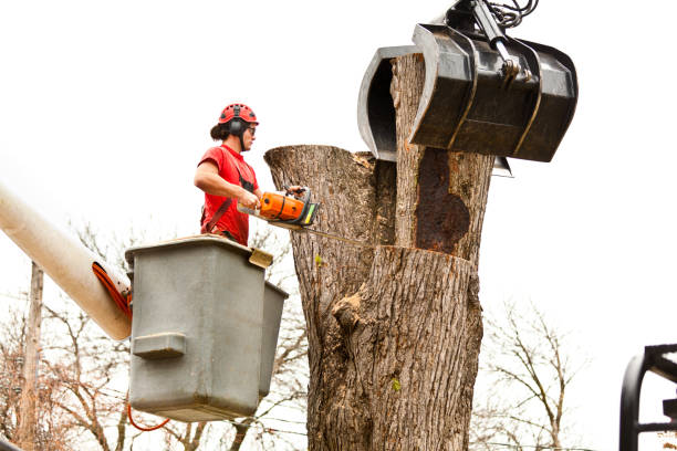 Best Utility Line Clearance  in Denmark, WI